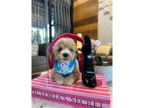 Maltipoo oğlumuz yoyo
