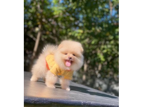 Safkan ayı surat pomeranian pofuduklarım yuva arıyor
