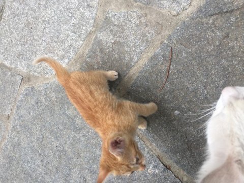 Minik kedilere acil yuva