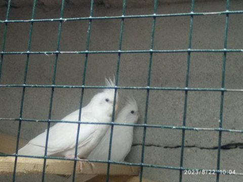 Sultan papağanı yavru 2 aylık kadarlar
