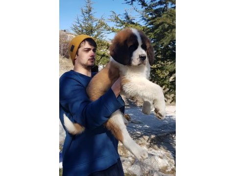 Dev st bernard miniklerimiz