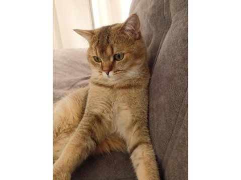 British golden tabby eğitilimli uysal 1 yaşında kedi