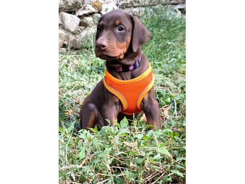Europan type doberman yavrular