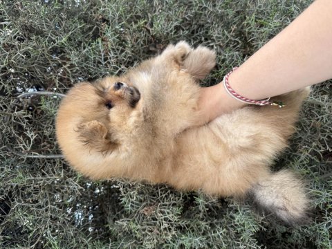 2 aylık pomeranian erkek bebek