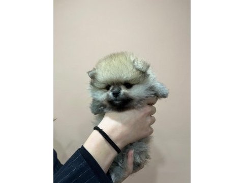 Show kalite tea cup teddy pomeranian boo yavrular