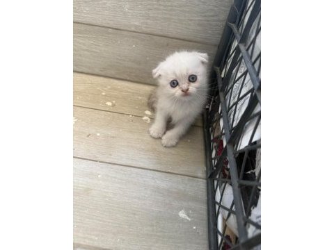 Scottish fold longhair yavru kediler
