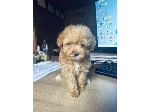 Yasal üreticiden mini boy safkan toy poodle yavruları