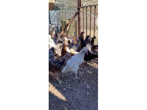 Süs ve köy tavuğu