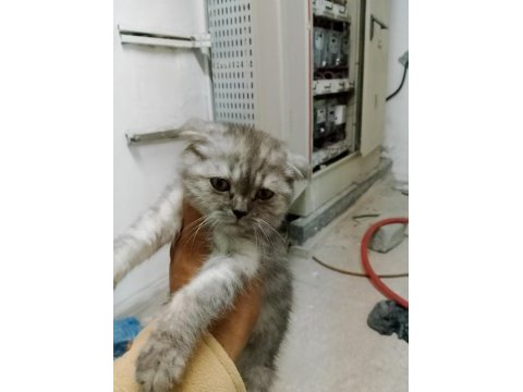 Yeteri kadar anne sütü alan scottish fold yavrumuz