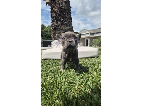 Blue french bulldog yavruları istanbul 