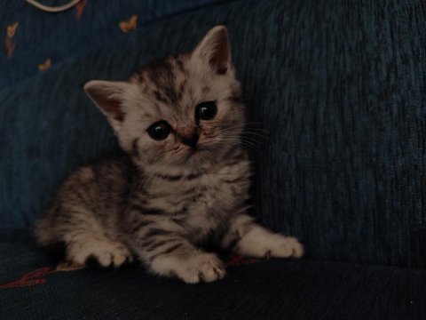 1 aylık bebekler (british shorthair)