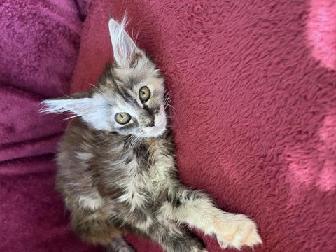 Maine coon deyince tabiki big claw