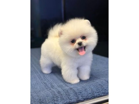 Pomeranian boo yavrularımız