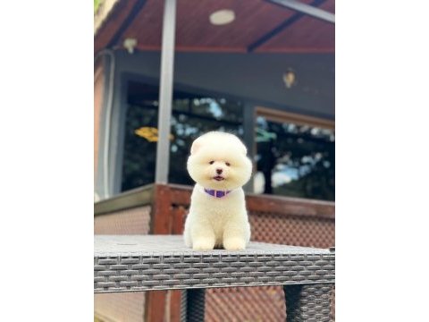 Yavru pomeranian boolarımız