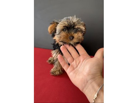 33 yıllık canptte teacup yorkshire terrier yavrular