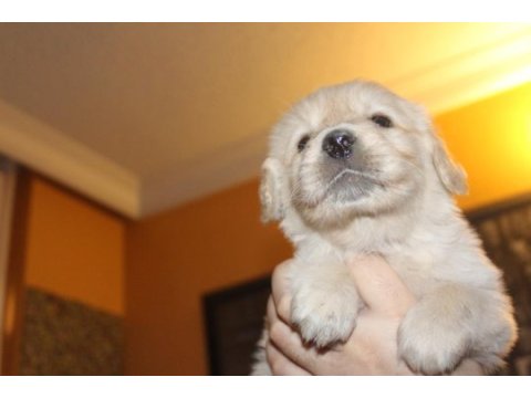 Baby face 3x yavrumuz var bakımlı