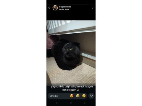 Siyah scottish fold kızımıza yuva arıyoruz