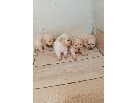 Orijinal maltipoo yavrularımız ırk sağlık garantili