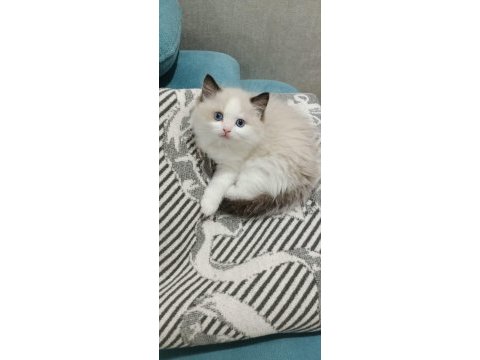 1. sınıf kalite şecereli ragdoll bebekler yuvalarını arıyor
