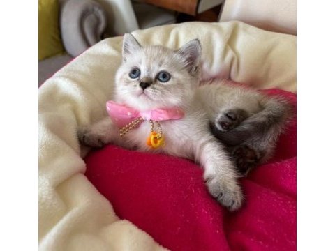 British shorthair dişi yavrumuza yuva uyguna