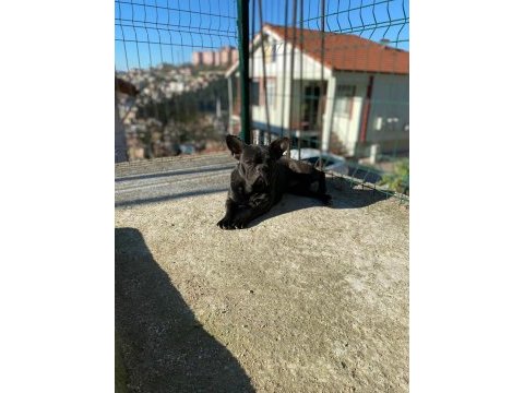 Turkiyenin ilk saf cikolatasinin yavrusu kizani yakin french