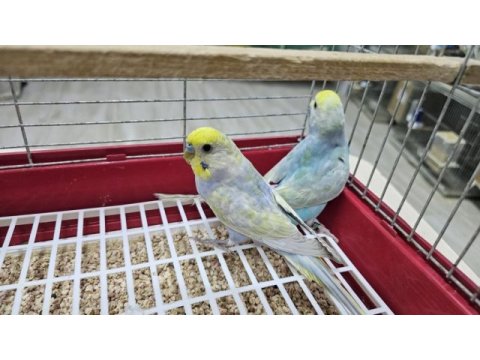 Raınbow üst vasıf muhabbet takımlar açıklamayı okuyun