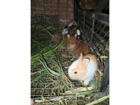 Orijinal netherland dwarf cüce tavşan