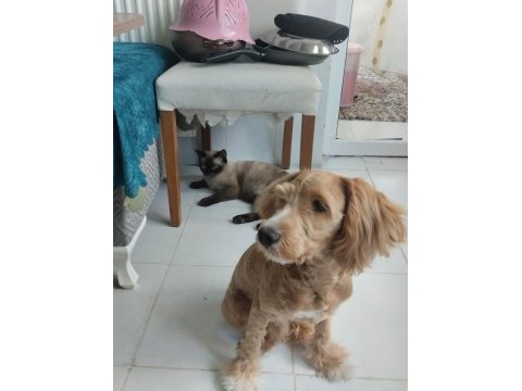 Yedi aylık korea maltipoo