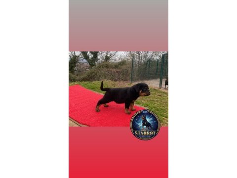 A şecere rottweiler tr şampiyonu yavrular 4 dişi ve 1 erkek