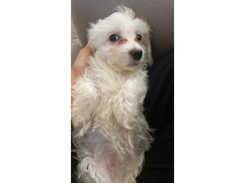 3 aylık maltese terrier