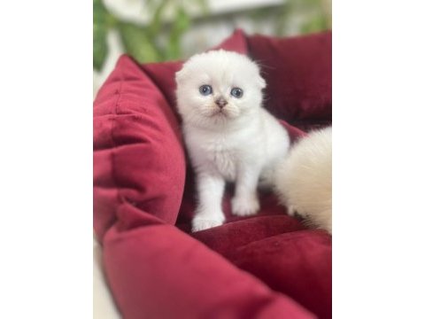 Sıfır kulak top kafa scottish fold bebek
