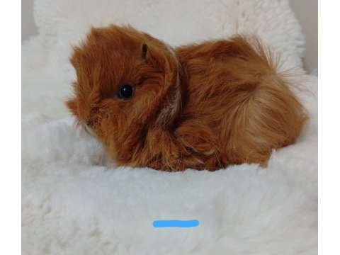 Sevimli guinea pig yavruları