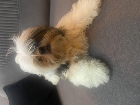 Shih tzu 4 aylık yavru