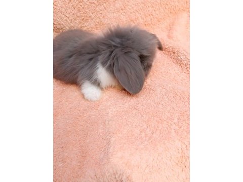 Hollanda teddy lop tavşanımız