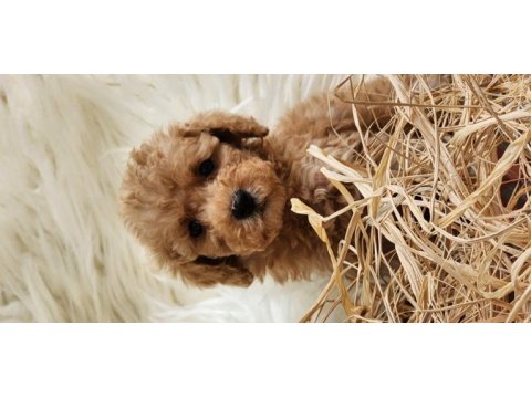 Veteriner teknikerinden toy poodle