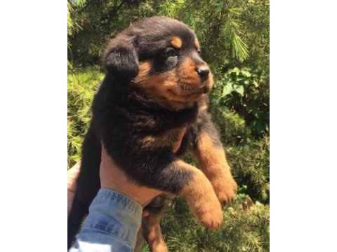 Irk ve sağlık garantili rottweiler yavruları