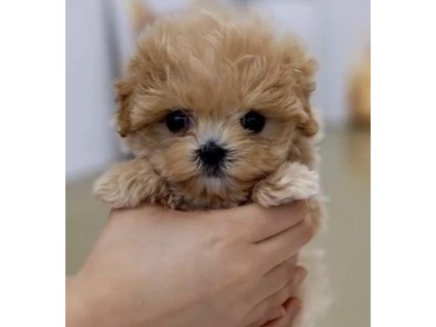 Toy poodle