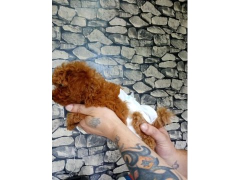 70 günlük poodle