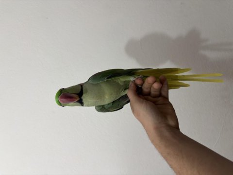 Erkek ful evcil alexander