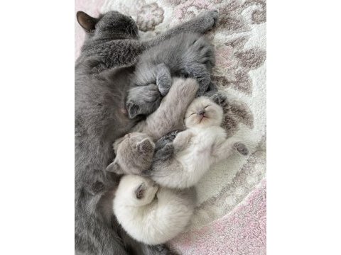 2si anne baba 4 yavru british shorthair