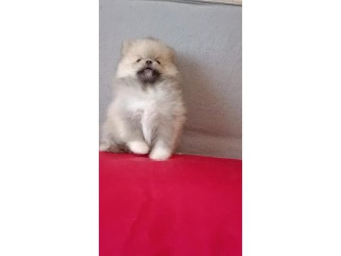 Pomeranian boo baby face