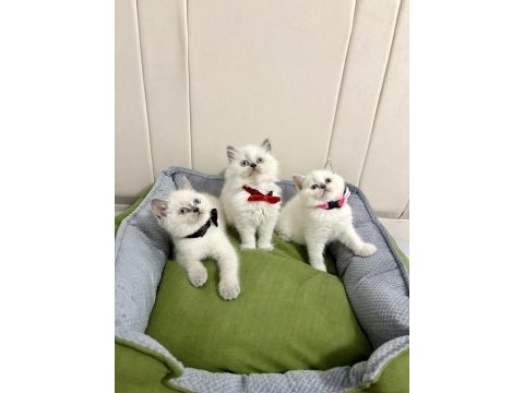 Kaliteli british shorthair bebekler geldi