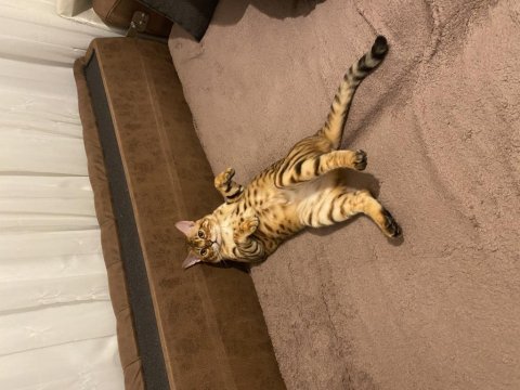 Saf gold bengal kedisi