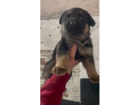 Irk garantili alman kurdu yavrularımız