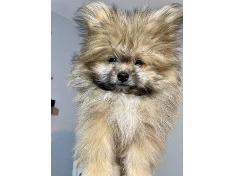Ayıcık surat pomeranian boo