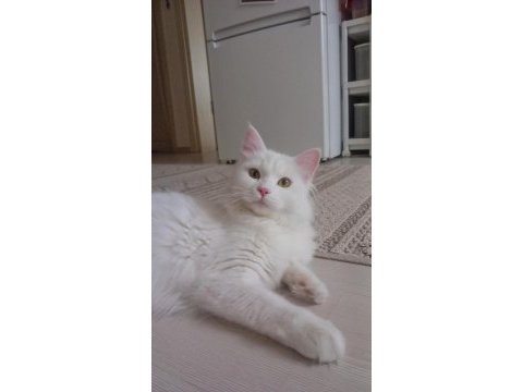 Safkan angora kızımız yeni yuvasını arıyor