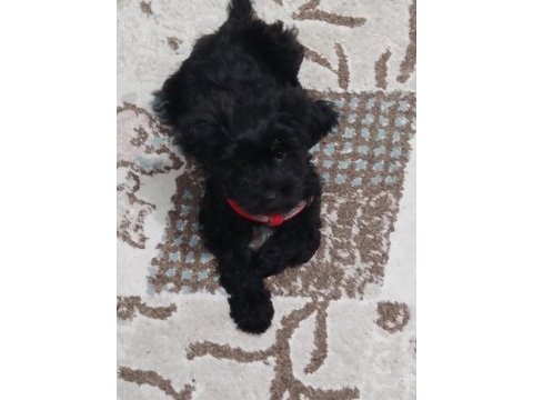 Black maltipoo
