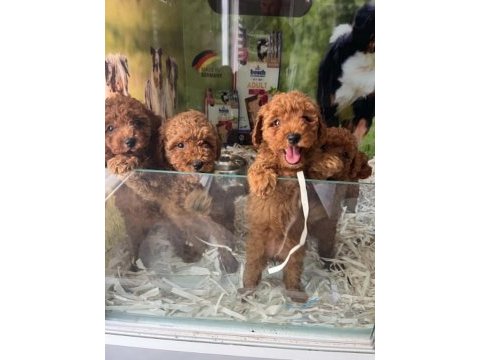 Show cllas red brwon toy poodle yavrular