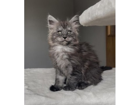 Blacksmoke maine coon yavruları granddesign cattery