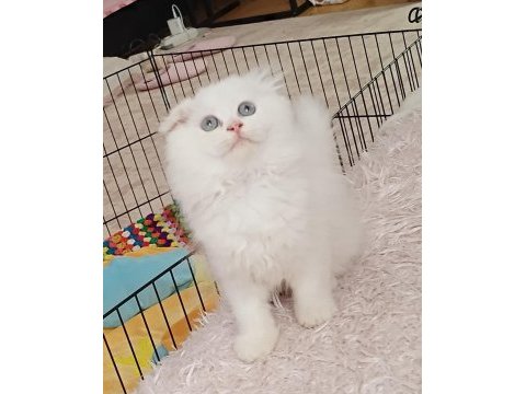 Scottish fold beyaz üzün tüylü mavi gözlü dişi